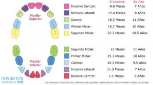 primera-erupcion-dental[1]