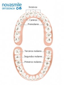 Nombres dientes