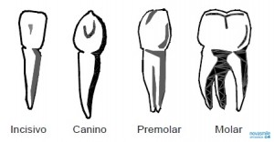 FORMAS DIENTES